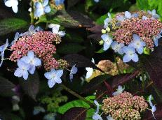 HydrangeaserrataTiarajuni2012closeupbloemenvn