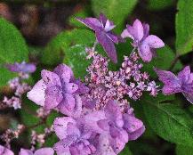 HydrangeaserrataMiyamaAyeMurasakibloemenjulivnn