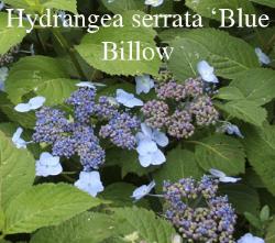 HydrangeaserrataBlueBillow