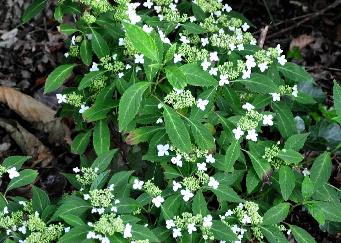 HydrangeaserrataWhiteDwarfglobalview