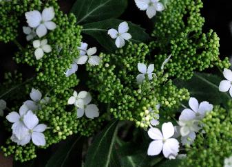 HydrangeaserrataWhiteDwarfvn