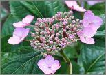 HydrangeaserrataHallasanjuni2011VN2