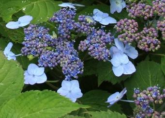 HydrangeaserrataHallasanvuurrodeherfstkleurvnnn