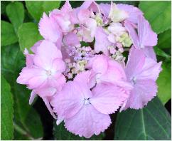 HydrangeaserrataBlueDeckleinneutralepotgrond