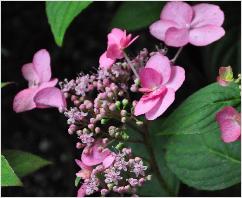 HydrangeaserrataSantiagoroze