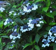 HydrangeaserrataOdorikoOAmacha