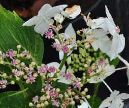 HydrangeaserrataIo