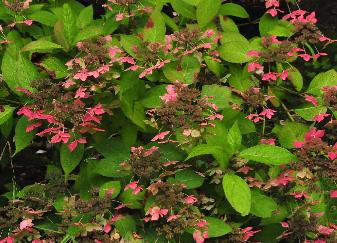 HydrangeaserrataGrayswoodroodverkleuringherfstvn