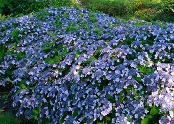 HydrangeaserrataMagicalPillow