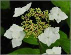Hydrangea serrata 'Shiro Gaku'closeup Bloem vn