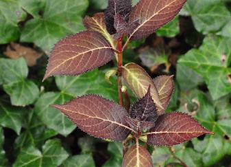 Hydrangea serrata 'Shiro Gaku'closeup Bloem vn