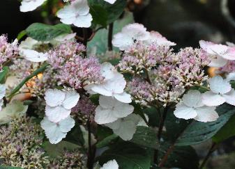 Hydrangeaserrataacuminatasynintermediaflowercloseupvn