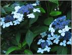 Hydrangeaserrataacuminatasynintermediaflowercloseupvn