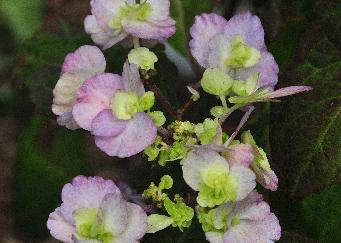 HydrangeaserrataYaenoamachabloemencloseupvnntuinvanDirkStaels