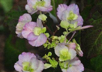 HydrangeaserrataOdorikoOAmacha