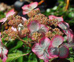 HydrangeaserrataKiyosumisawacloseupbloemvnnn