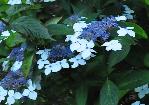 HydrangeaserrataOdorikoOAmacha