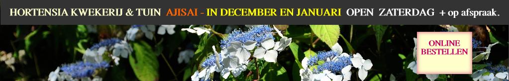 HydrangeaserrataOdorikaAmachavn