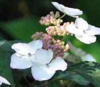 HydrangeaserrataBeniGakuVNN