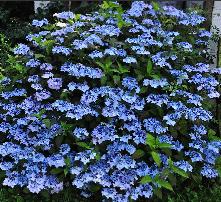 HydrangeaserrataBlueDecklehabitusfotoblauwebloemenrijkelijkebloeivnnnn