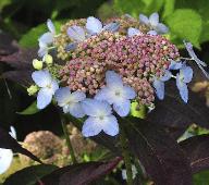 HydrangeaserrataBluebirdcloseupflowervnn