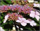 HydrangeaserrataBluebirdcloseupflowervnn