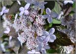 HydrangeaserrataTiaraVNN