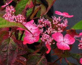 HydrangeaserrataKurenairoodkleuringbloemvnn