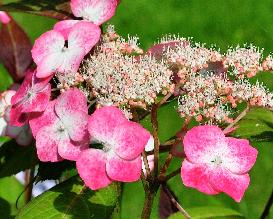 HydrangeaserrataKiyosumirodeuitbloeivnn2