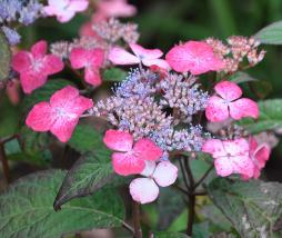 hydrangeaserrataKurenaiBoisdesmoutiers