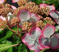 Hydrangea macrophylla Gertrud Glahn closeup