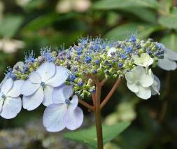 HydrangeaserrataBluebirdcloseupaugustusVeryverynice