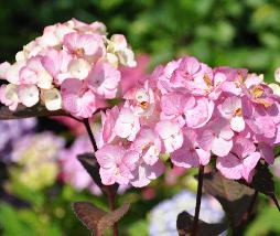 HydrangeaserrataPreziosavNice