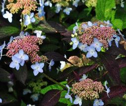 HydrangeaserrataTiarajuni2012closeupbloemenvn