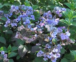 HydrangeaserrataSantiago