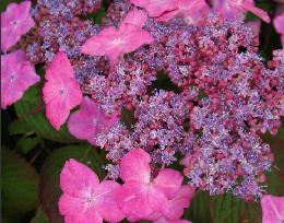 Hydrangea serrata 'Avelroz'