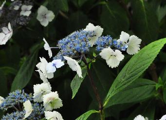 HydrangeaserrataHallasanvuurrodeherfstkleurvnnn