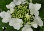 HydrangeaserrataToGasoYamawittevlakkebloemMauriceV