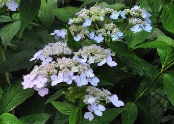 Hydrangea serrata Diadem detail 15sept