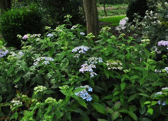 Hydrangea serrata 'Diadem' 15sept global view