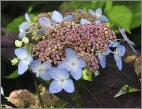 Hydrangea serrata Diadem detail 15sept