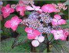 Hydrangea serrata 'Diadem' 15sept global view