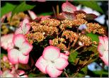 HydrangeaserrataKiyosumisawacloseupbloemvn