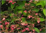 HydrangeaserrataGrayswoodroodverkleuringherfstvn