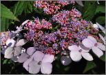 HydrangeaserrataBluebirdcloseupflower2vnn