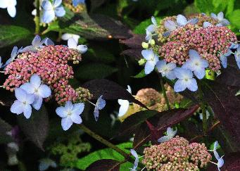 Hydrangea serrata 'Tiara' juni 2012 closeup bloemen vn