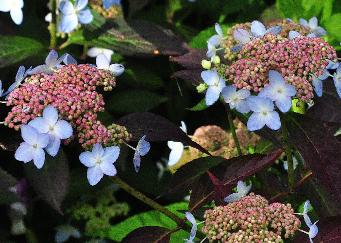 HydrangeaserrataGrayswoodroodverkleuringherfstvn