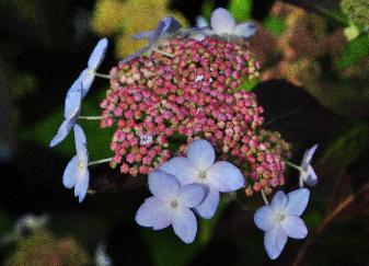 Hydrangea serrata Tiara juni 2012 closeup bloemen vn2