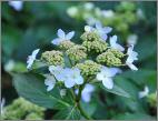 Hydrangea serrata 'Tiara' juni 2012 closeup bloemen vn