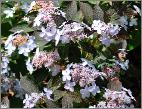 Hydrangea serrata Tiara juni 2012 closeup bloemen vn2